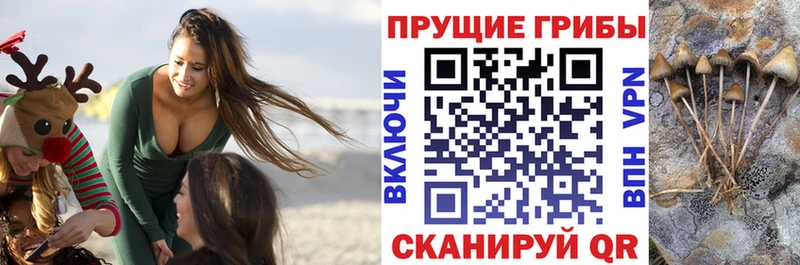 Галлюциногенные грибы Psilocybe Цоци-Юрт